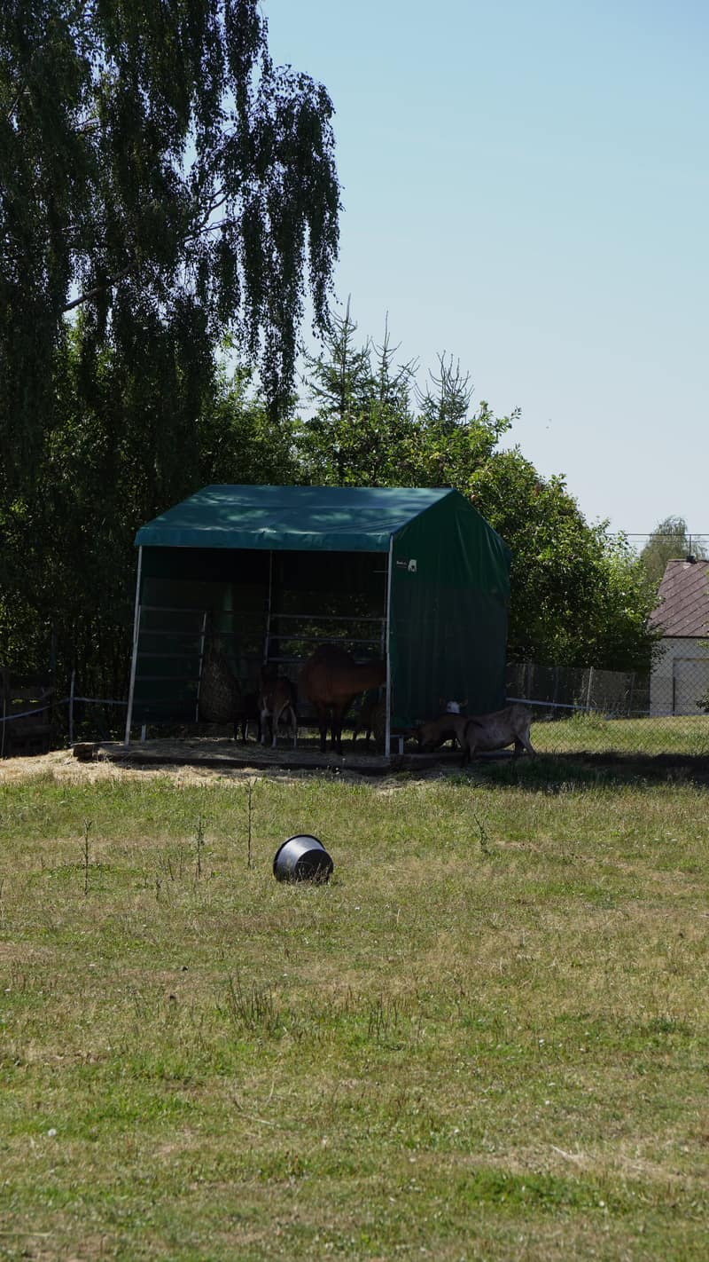 Zvířata na pastvině u statku